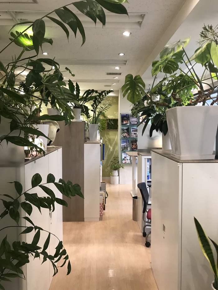 穿过植物的走道
